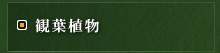 �ϗt�A��