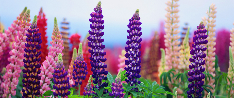 京都の花屋・烏丸六角の花市　ルピナス