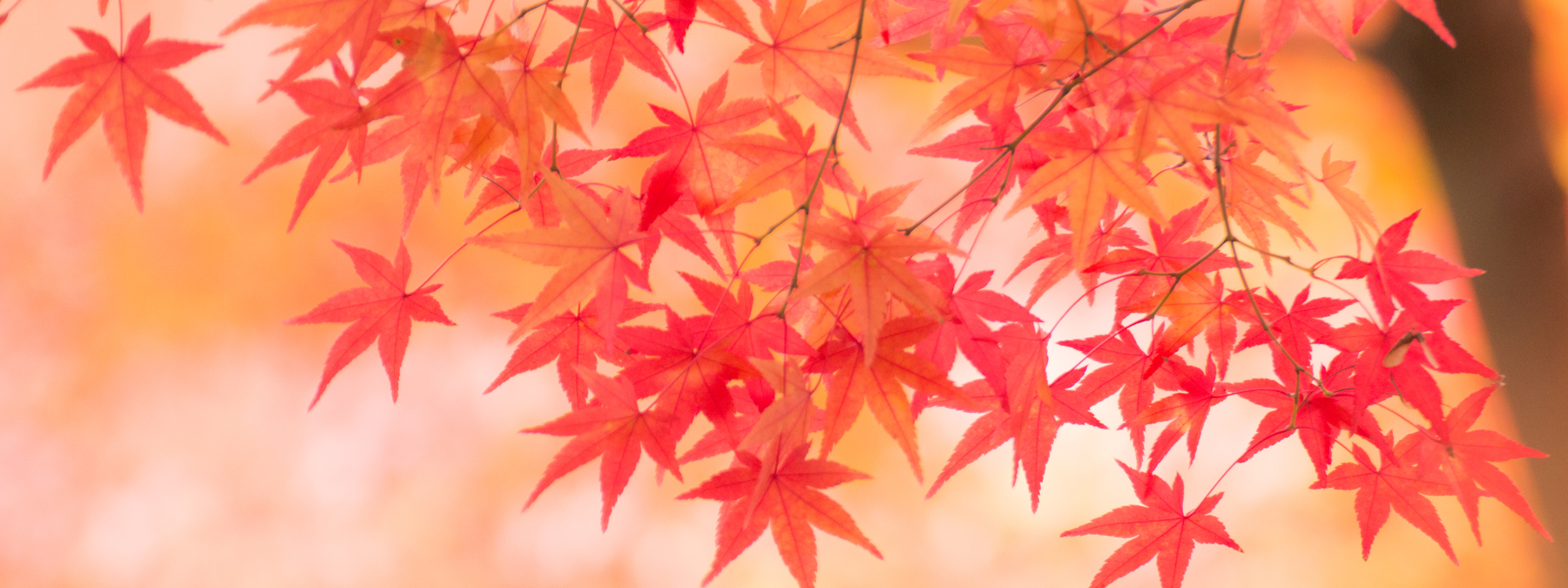 京都の花屋・烏丸六角の花市　紅葉