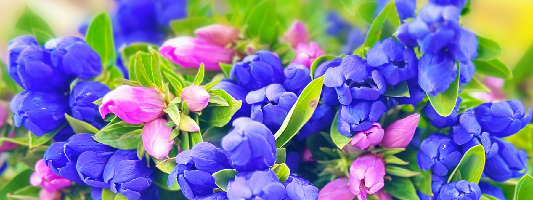 京都の花屋・烏丸六角の花市　りんどう