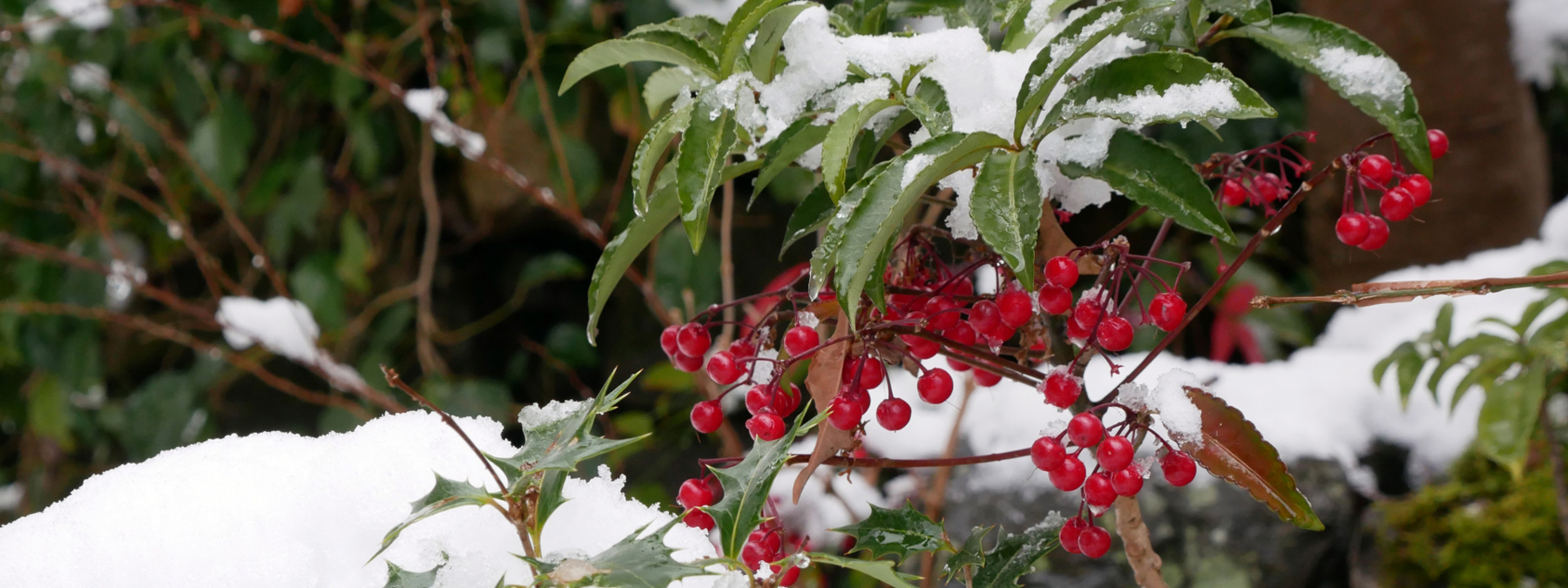 京都の花屋・烏丸六角の花市　お正月
