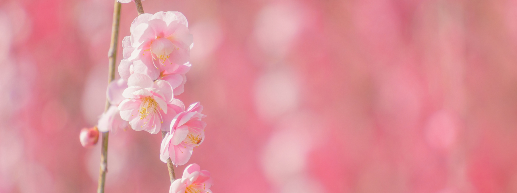 京都の花屋・烏丸六角の花市　お正月