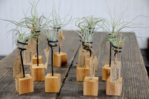 エアープランツ